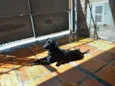 Lucio