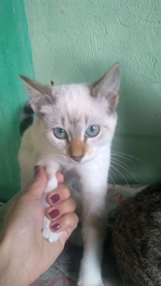 Gato ra a  idade 2 a 6 meses nome Branca
