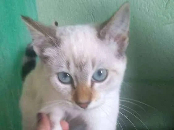 Gato ra a  idade 2 a 6 meses nome Branca