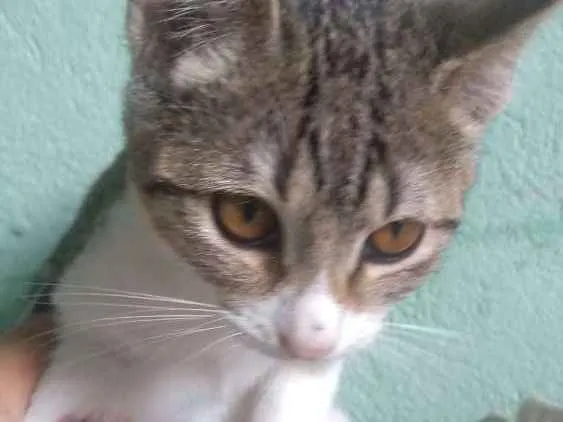 Gato ra a  idade 2 a 6 meses nome Neném