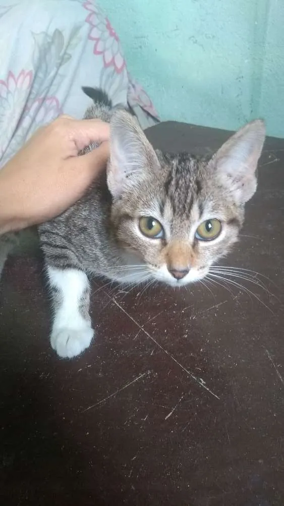 Gato ra a  idade 2 a 6 meses nome Marie