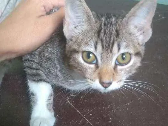 Gato ra a  idade 2 a 6 meses nome Marie