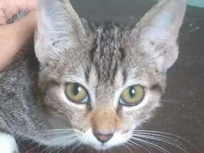 Gato ra a  idade 2 a 6 meses nome Marie