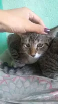 Susi