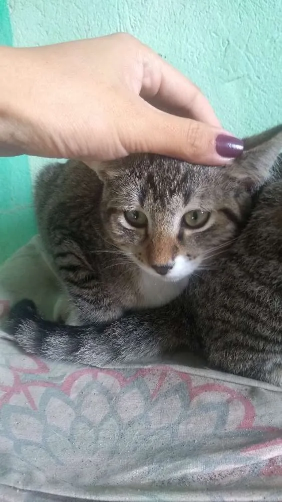 Gato ra a  idade 2 a 6 meses nome Susi