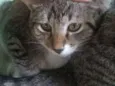 Susi