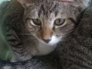 Gato raça  idade 2 a 6 meses nome Susi