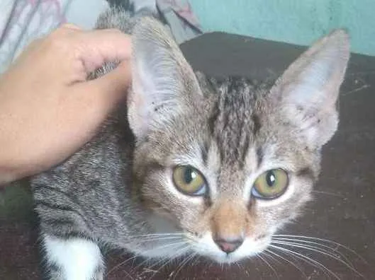 Gato ra a  idade 2 a 6 meses nome Marie