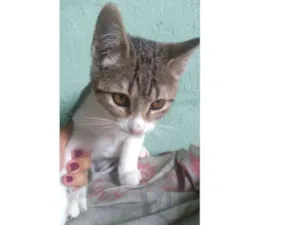 Gato raça  idade 2 a 6 meses nome Neném