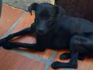 Cachorro ra a SRD idade 1 ano nome Lucio