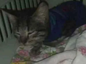 Gato raça Srd idade Abaixo de 2 meses nome Nino