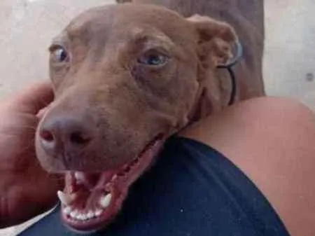 Cachorro raça Srd idade 2 a 6 meses nome Caramelo CASTRADA