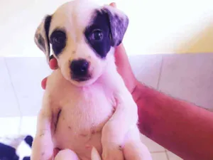 Cachorro raça Vira-lata idade Abaixo de 2 meses nome Não coloquei nome