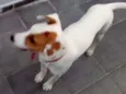 Mica