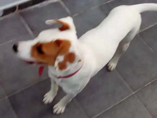 Cachorro ra a  idade 7 a 11 meses nome Mica