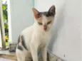 Magali