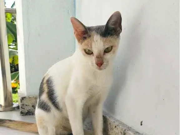 Gato raça SRD idade 2 a 6 meses nome Magali