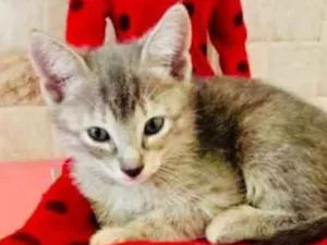Gato raça Vira lata idade 2 a 6 meses nome Gatinhos