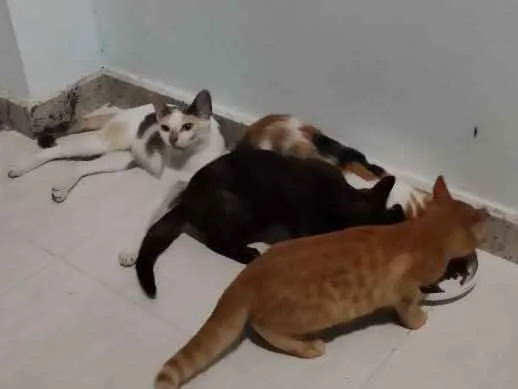 Gato raça SRD idade 2 a 6 meses nome Magali