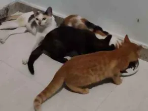 Gato raça SRD idade 2 a 6 meses nome Magali