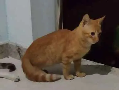 Gato raça SRD idade 2 a 6 meses nome Magali