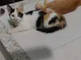 Magali