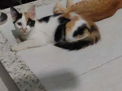 Gato raça SRD idade 2 a 6 meses nome Magali