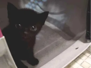 Gato raça Srd idade Abaixo de 2 meses nome Sem nome 