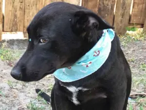 Cachorro raça Sem raça definida idade 2 a 6 meses nome DI BLACK 