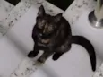 Magali