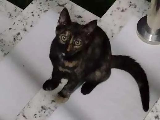 Gato raça SRD idade 2 a 6 meses nome Magali