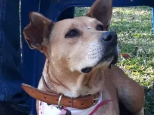 Cachorro raça Sem raça definida idade 5 anos nome GURIA