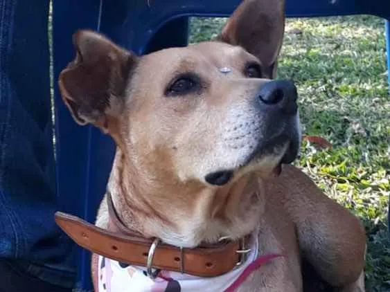 Cachorro ra a Sem raça definida idade 5 anos nome GURIA