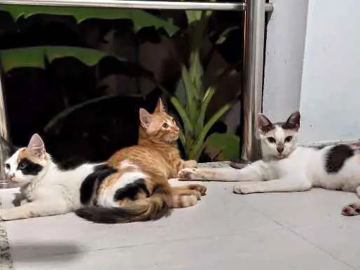 Gato raça SRD idade 2 a 6 meses nome Magali
