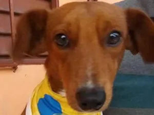 Cachorro raça Vira-lata idade 3 anos nome Cookie