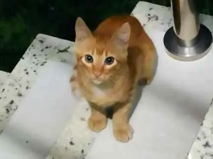 Gato raça SRD idade 2 a 6 meses nome Magali