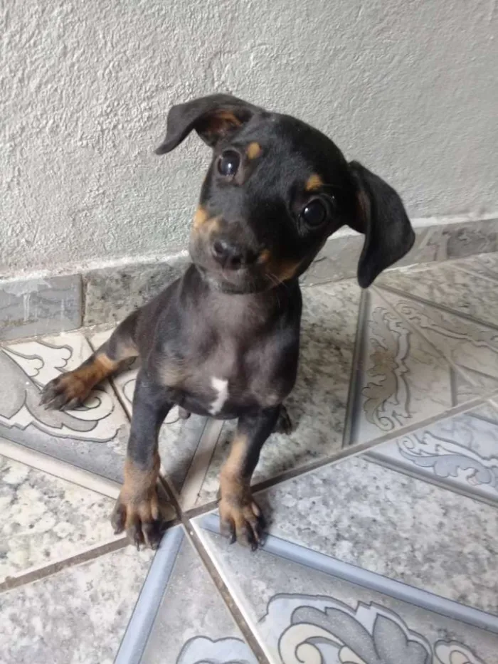 Cachorro ra a Vira lata idade 2 a 6 meses nome Zeus