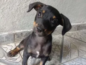 Cachorro raça Vira lata idade 2 a 6 meses nome Zeus