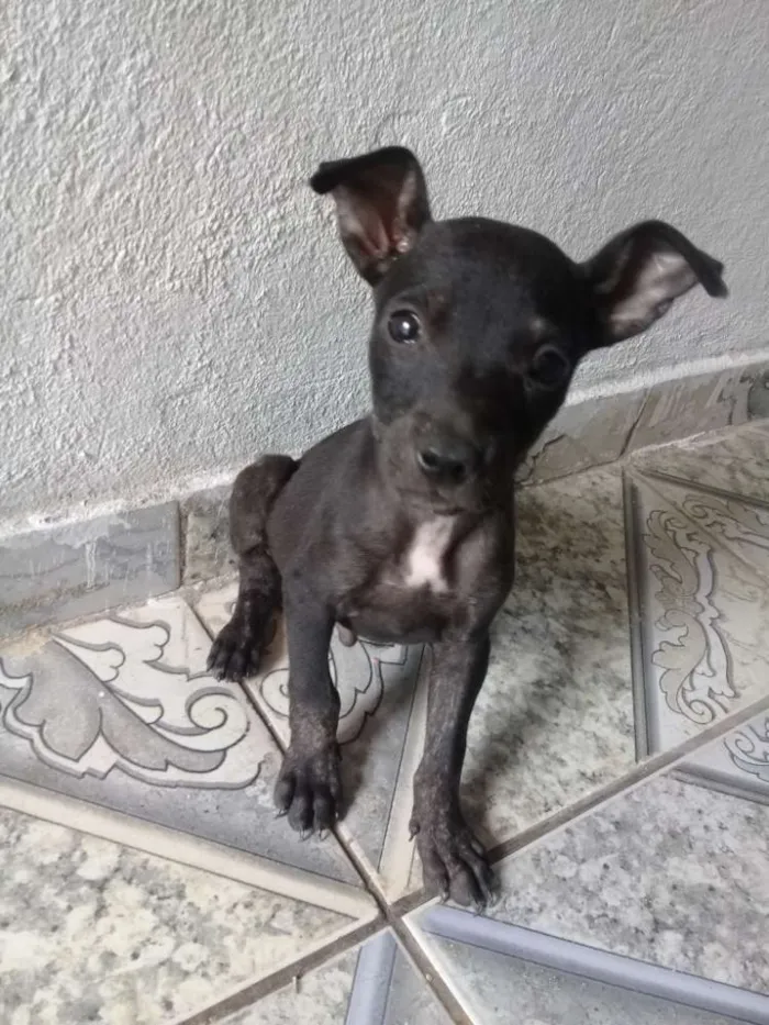 Cachorro ra a Vira lata idade 2 a 6 meses nome Taffy