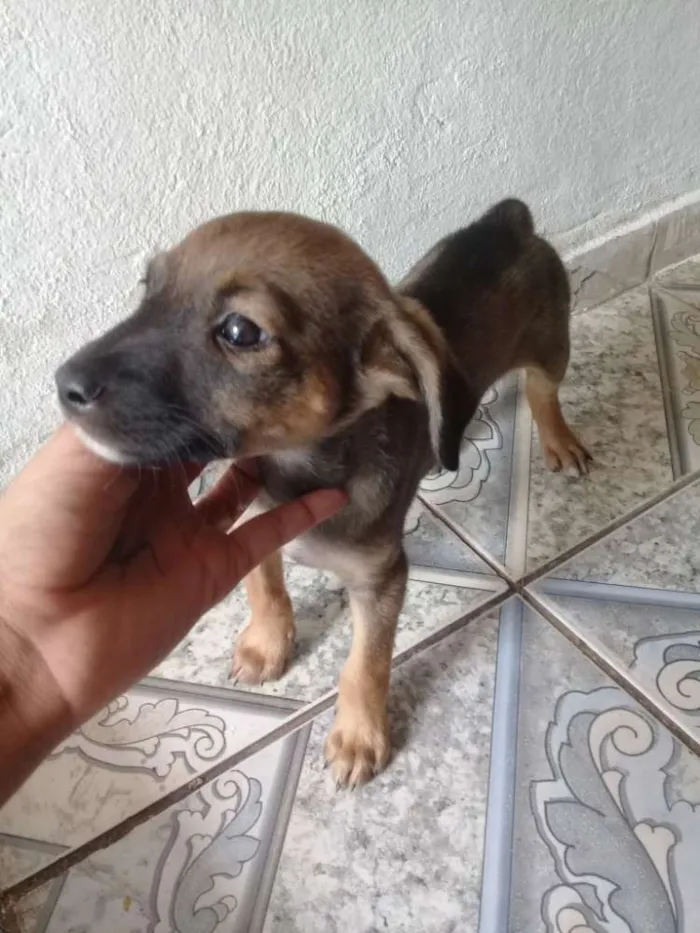 Cachorro ra a Vira lata idade 2 a 6 meses nome Suzy