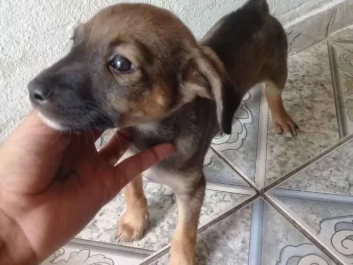 Cachorro ra a Vira lata idade 2 a 6 meses nome Suzy