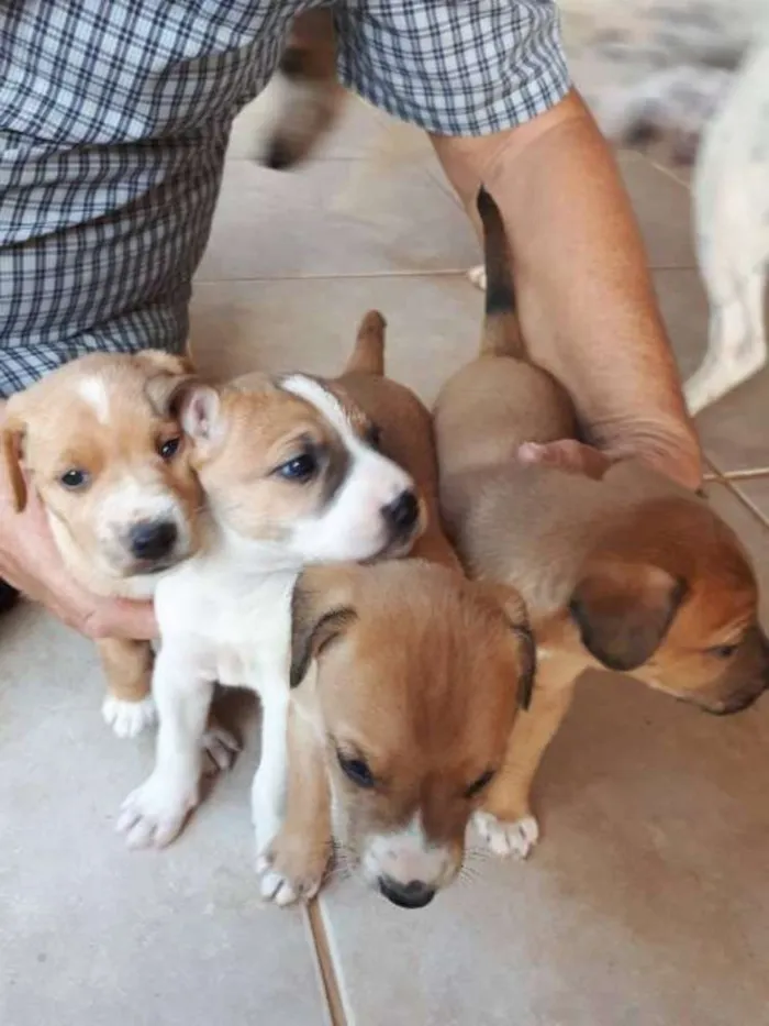 Cachorro ra a Nao sabemos idade Abaixo de 2 meses nome Nao tem, filhotes