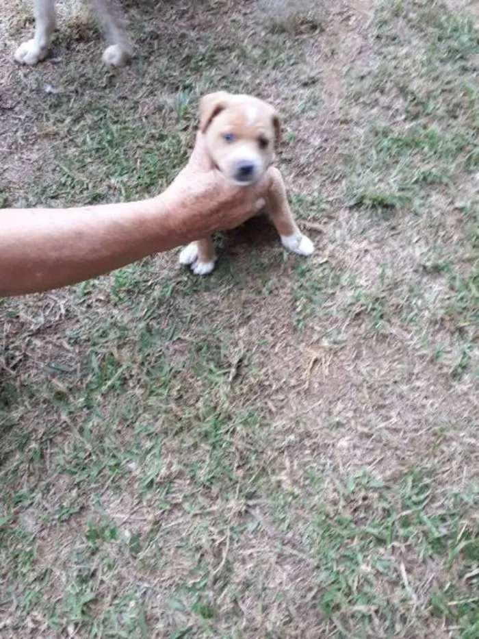 Cachorro ra a Nao sabemos idade Abaixo de 2 meses nome Nao tem, filhotes