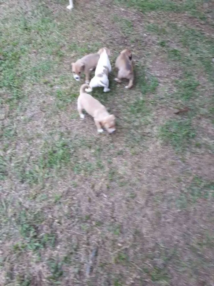 Cachorro ra a Nao sabemos idade Abaixo de 2 meses nome Nao tem, filhotes