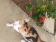 Mel