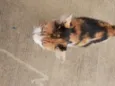Mel