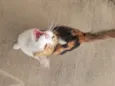 Mel