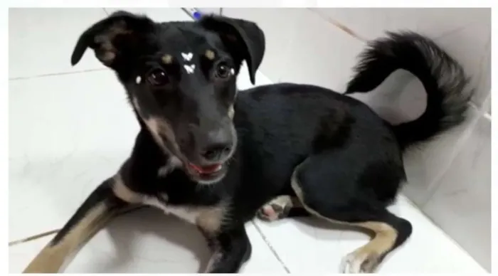 Cachorro ra a srd idade 2 a 6 meses nome Pity e Judy