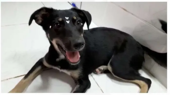Cachorro ra a srd idade 2 a 6 meses nome Pity e Judy
