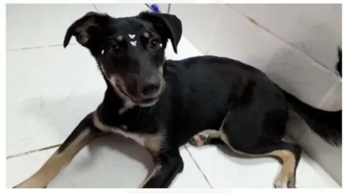 Cachorro ra a srd idade 2 a 6 meses nome Pity e Judy